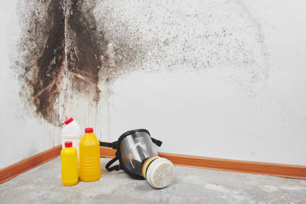 Best Home Mold Removal  in Haskell, TX