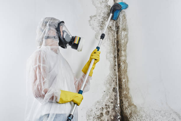 Best Residential Mold Removal  in Haskell, TX