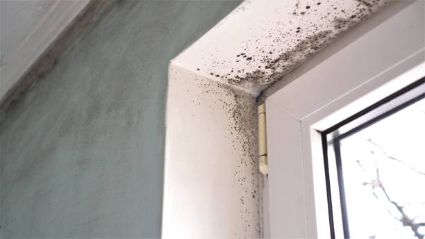 Best Mold Removal Process  in Haskell, TX