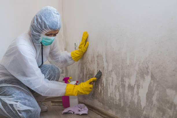 Best Black Mold Removal  in Haskell, TX