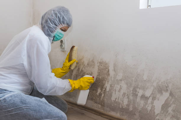 Best Local Mold Removal Service  in Haskell, TX