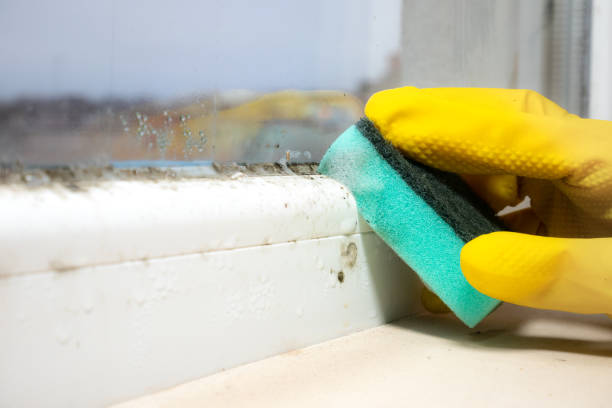 Best Toxic Mold Removal  in Haskell, TX