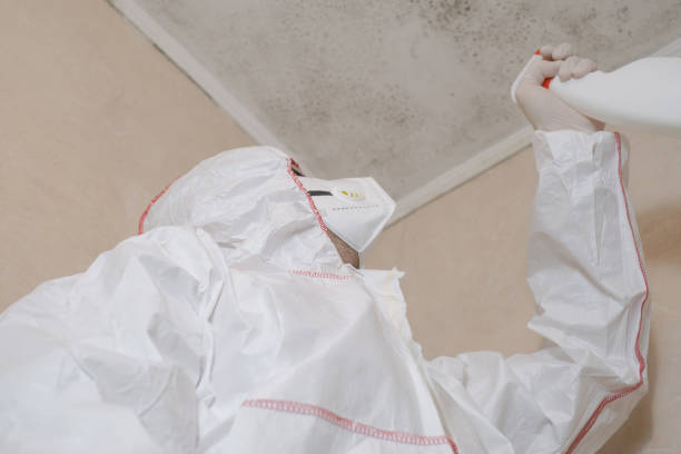 Office Mold Removal Services in Haskell, TX