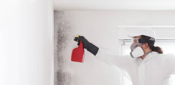 Best Attic Mold Removal  in Haskell, TX