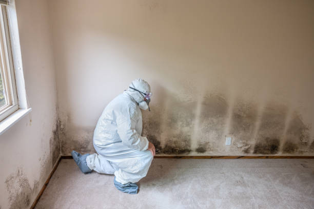 Best Local Mold Removal Service  in Haskell, TX