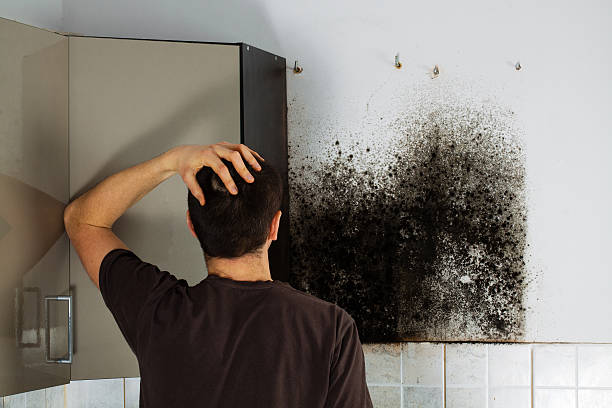 Best Best Mold Removal Companies  in Haskell, TX