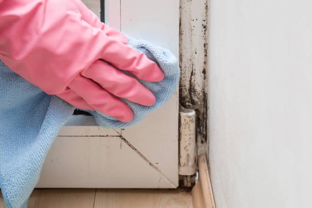 Attic Mold Removal in Haskell, TX