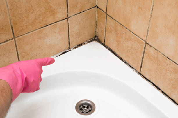 Best Toxic Mold Removal  in Haskell, TX